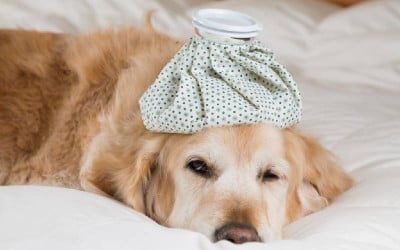 Gripe canina: os cuidados necessários