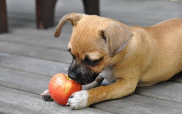 legumes-frutas-que-cachorros-podem-comer-1