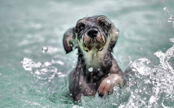 O que causa mau cheiro em cachorros?