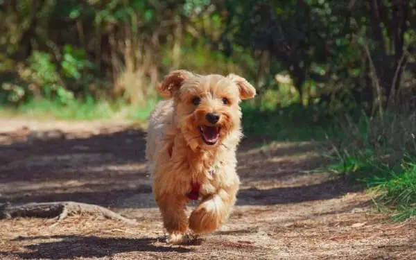 Foto Yorkshire terrier