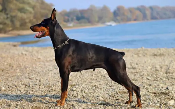 Foto Doberman