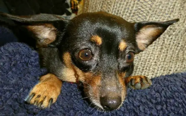 Foto Pinscher miniatura