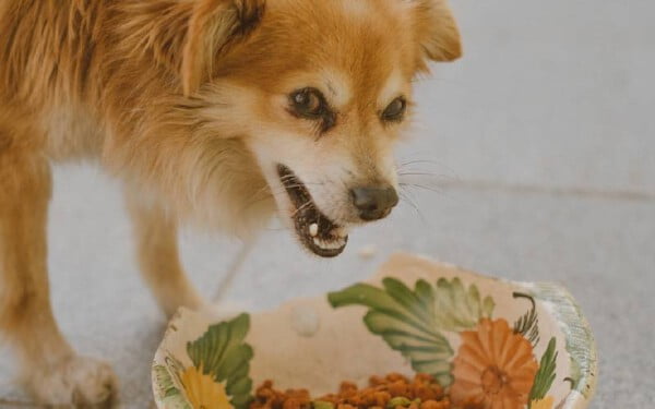 Qual o melhor horário para dar comida aos cachorros?