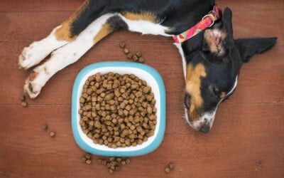 É normal o cachorro enjoar da ração?