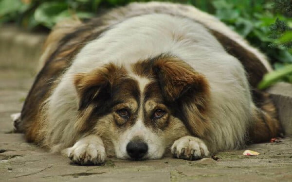Cachorro gordo: Conheça 6 malefícios comuns cachorro-gordo-quais-sao-os-maleficios