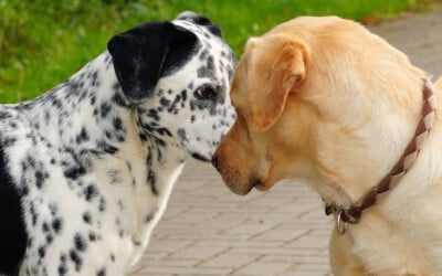 cachorro-tem-autismo-sintomas-tratamentos