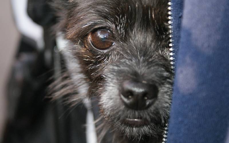 Cachorros também precisam de um tempo sozinhos