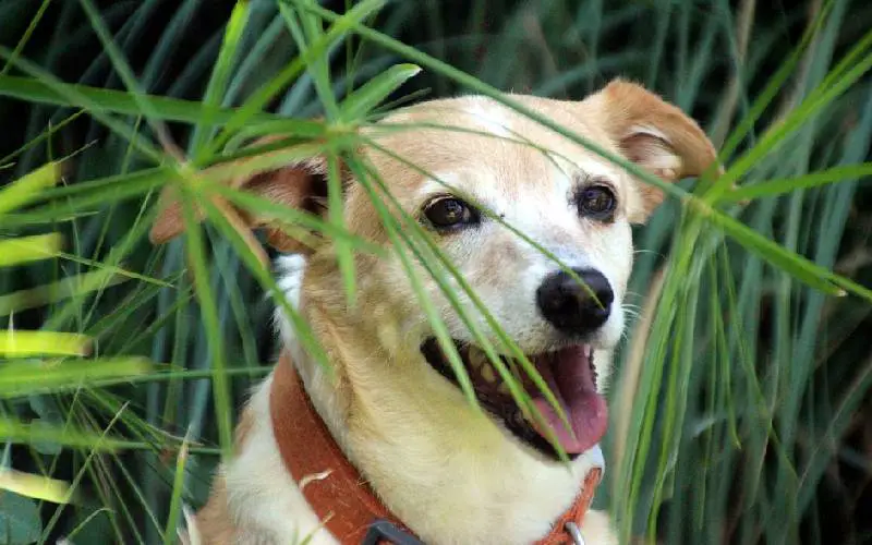 Cachorros também precisam de um tempo sozinhos