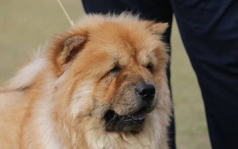 Chow-chow: saiba tudo sobre a raça