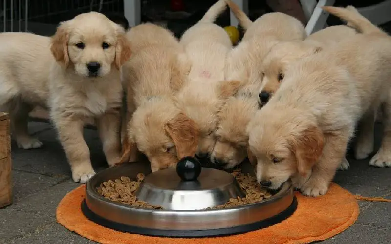 Como deixar a ração do cachorro mais saborosa?