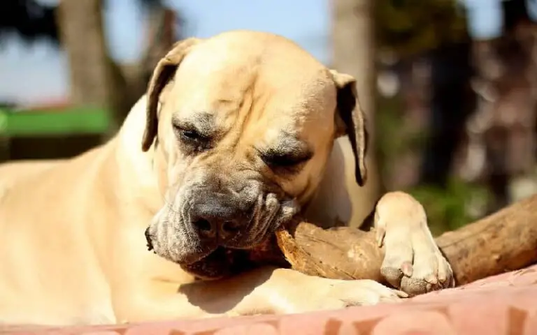 Como saber qual é a raça do meu cachorro?