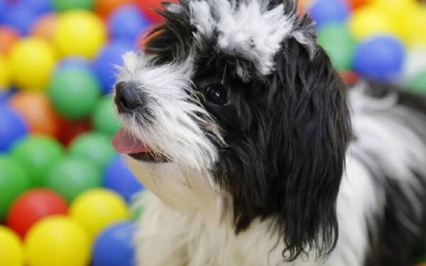 Day care para cachorros: entenda o que é e se vale a pena
