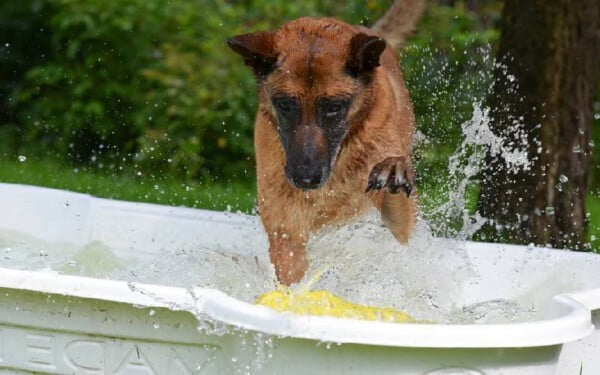 Day care para cachorros: entenda o que é e se vale a pena