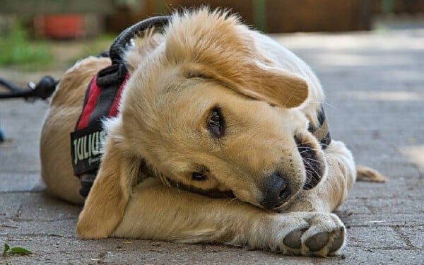 O que dar para o cachorro quando não tem ração?