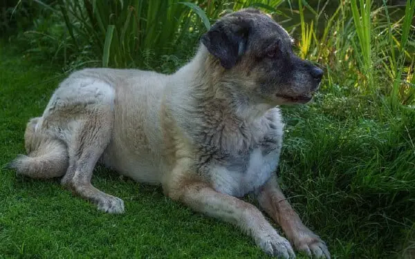 As 10 raças de cachorro com a mordida mais forte do mundo