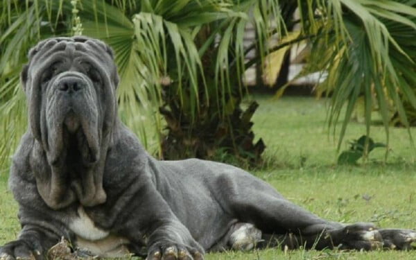 As 10 raças de cachorro com a mordida mais forte do mundo