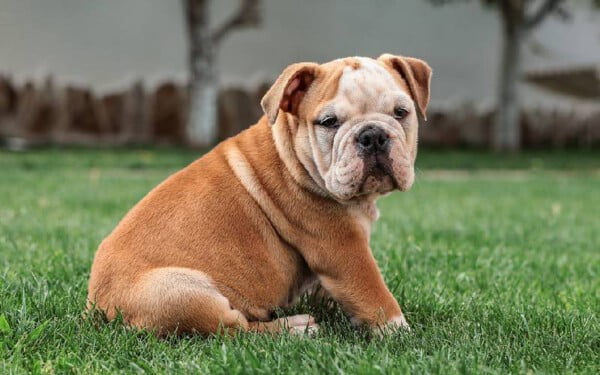 As 10 raças de cachorro com a mordida mais forte do mundo