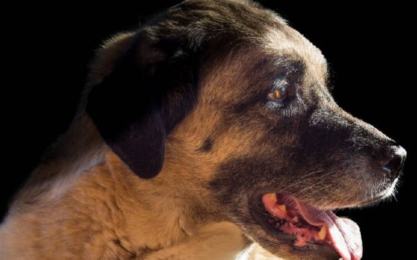 As 10 raças de cachorro com a mordida mais forte do mundo