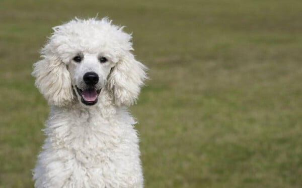 12 raças de cães que mordem menos racas-de-cachorro-que-mordem-menos-3