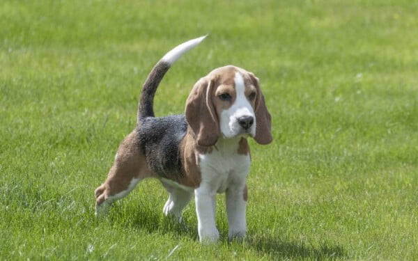 12 raças de cães que mordem menos racas-de-cachorros-que-mordem-menos-4