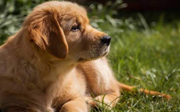 12 raças de cães que mordem menos racas-de-cachorros-que-mordem-menos-5