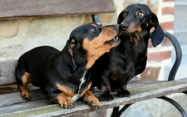 12 raças de cães que mordem menos racas-de-cachorros-que-mordem-menos-6