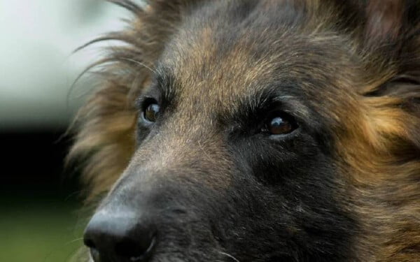 raças de cachorros que se parecem com lobos