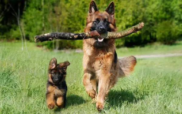 raças de cachorros que se parecem com lobos