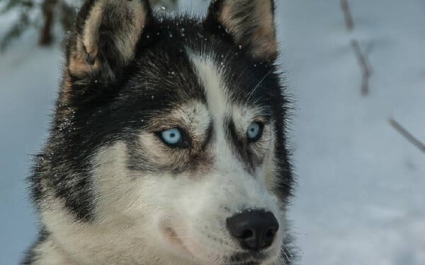 raças de cachorros que se parecem com lobos