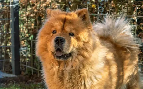 raças de cachorros que se parecem com lobos