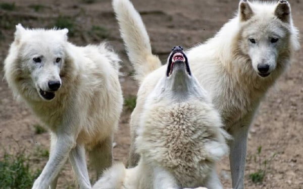 raças de cachorros que se parecem com lobos