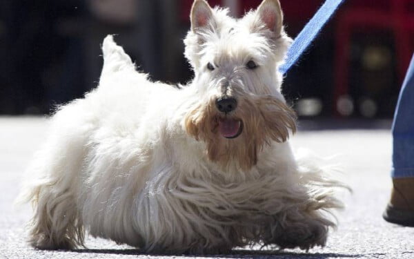 13 raças de cães para pessoas alérgicas racas-de-caes-para-pessoas-alergicas-6