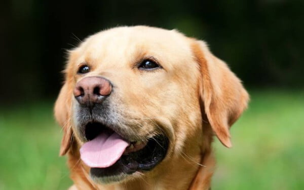 12 raças de cães que mordem menos racas-de-caes-que-mordem-menos
