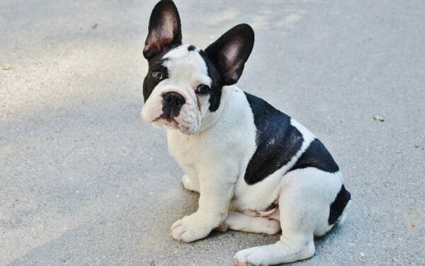 12 raças de cães que mordem menos racas-de-caes-que-mordem-menos-10