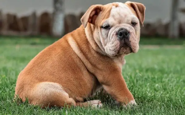 12 raças de cães que mordem menos racas-de-caes-que-mordem-menos-7
