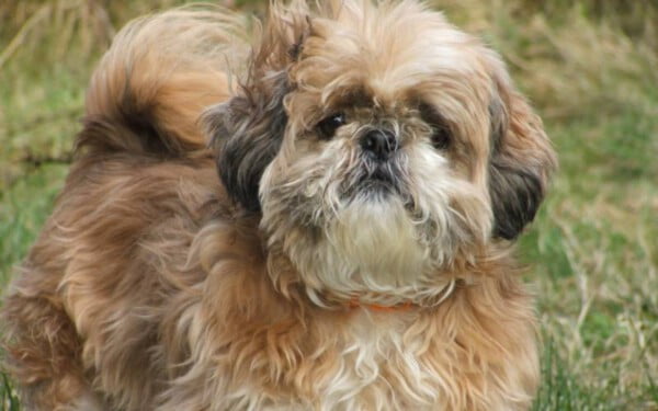 12 raças de cães que mordem menos racas-de-caes-que-mordem-menos-8