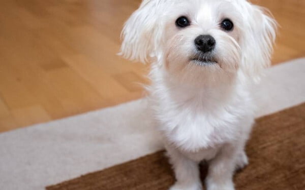 12 raças de cães que mordem menos racas-de-caes-que-mordem-menos-9