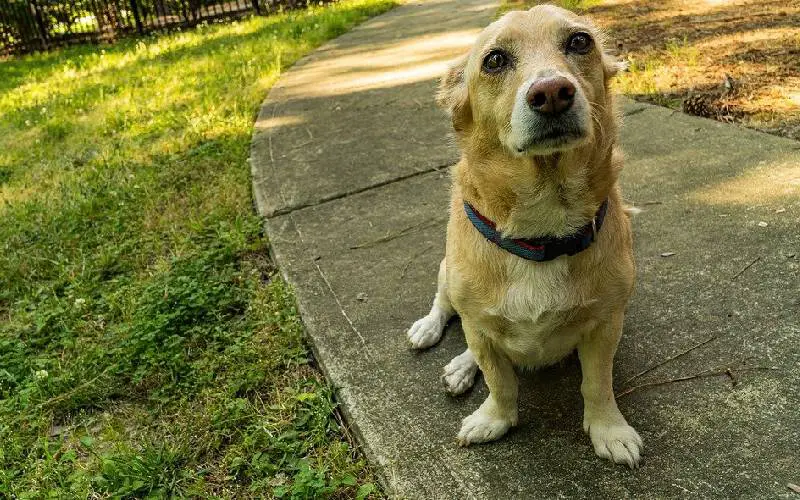 Sinais de que seu cão está precisando de afeto