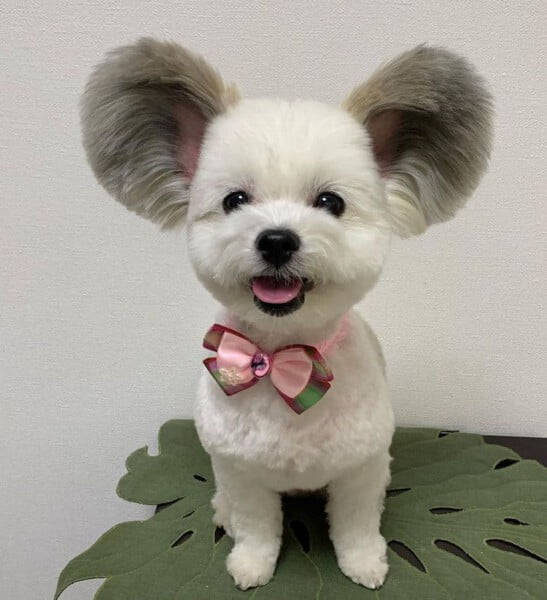Conheça a cachorra com orelhas do Mickey que faz sucesso na internet cachorra-de-orelhas-de-Mickey-1