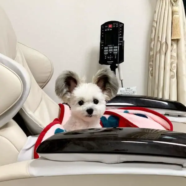 Conheça a cachorra com orelhas do Mickey que faz sucesso na internet Cachorra-de-orelhas-de-Mickey