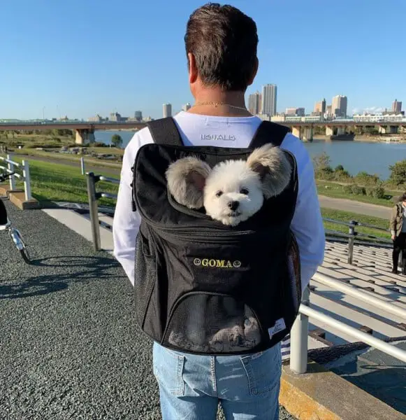 Conheça a cachorra com orelhas do Mickey que faz sucesso na internet Cachorra-de-orelhas-de-Mickey