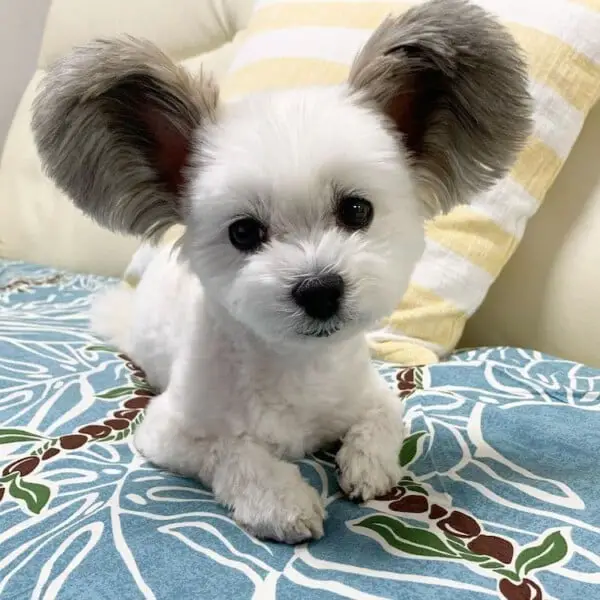Conheça a cachorra com orelhas do Mickey que faz sucesso na internet Cachorra-de-orelhas-de-Mickey