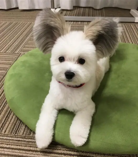 Conheça a cachorra com orelhas do Mickey que faz sucesso na internet Cachorra-de-orelhas-de-Mickey