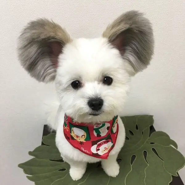 Conheça a cachorra com orelhas do Mickey que faz sucesso na internet Cachorra-de-orelhas-de-Mickey