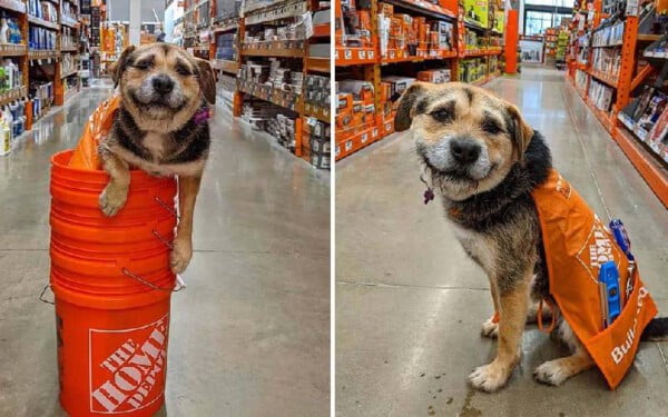 Cachorra resgatada se torna o funcionário mais fofo da loja