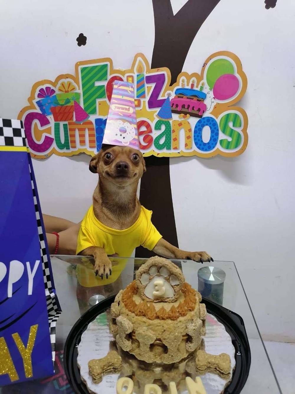 Cachorrinho fica muito feliz com a festa surpresa feita por sua família
