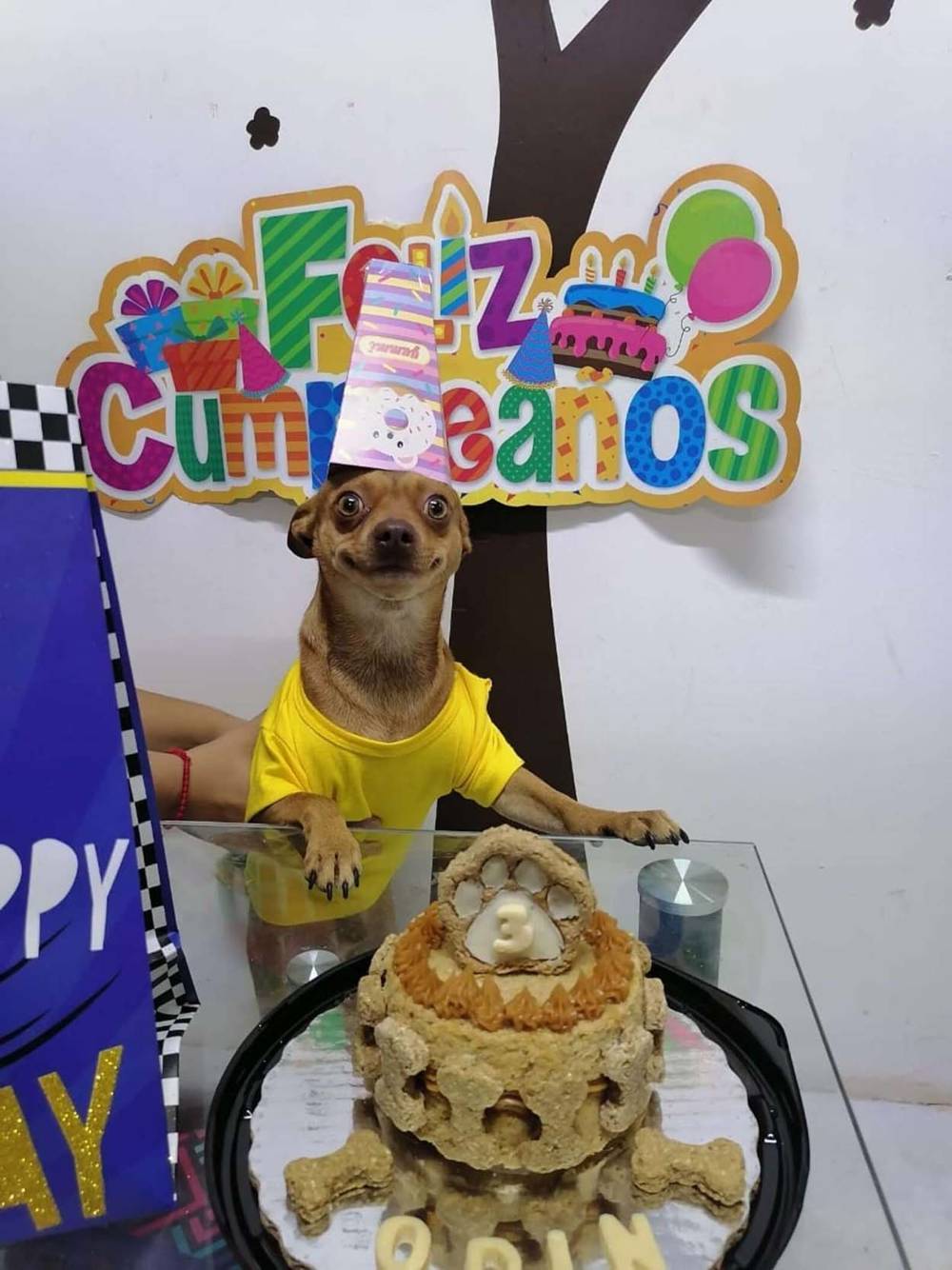 Cachorrinho fica muito feliz com a festa surpresa feita por sua família Cachorrinho fica muito feliz com a festa surpresa feita por sua família