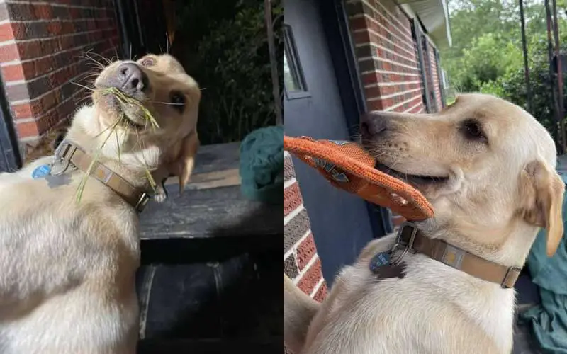 Todos os dias, este cachorro dá boas vindas a mãe com um presente Cachorro-da-boas-vindas-a-mae-com-presentes
