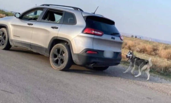 Cachorro é abandonado na estrada e ganha nova família Cachorro-e-abandonado-na-estrada-e-ganha-nova-familia