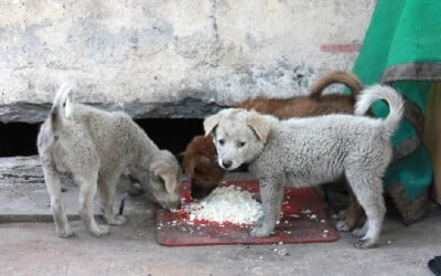 cachorro-pode-comer-arroz